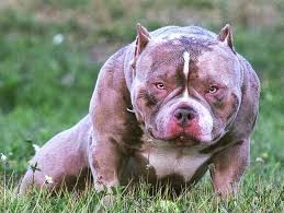 Pin By N I Ma On W0o0w American Bully Dog Boarding Near Me American Bully Kennels