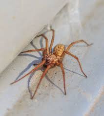 Check spelling or type a new query. Why Do I Keep Seeing Spiders In My Home Alexandria Pest Services