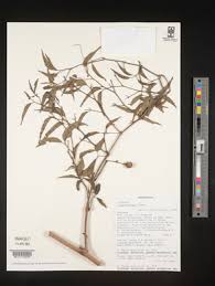 Image result for Cissus aralioides