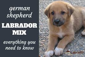 The german shepherd is known for being intelligent, curious, and alert. Everything You Need To Know About German Shepherd Lab Mix Dogs Labradortraininghq