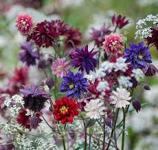 Image result for Aquilegia pompom mix