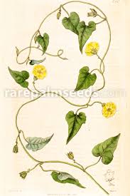 Image result for Merremia verecunda