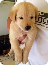 Thank you for your interest in adopting a golden retriever from golden retriever rescue of the rockies. Pennigton Nj Golden Retriever Border Collie Mix Meet Avalanche A Puppy For Adoption Golden Retriever Puppy Adoption Golden Retriever Mix Border Collie