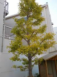 秋の色 安田幼稚園