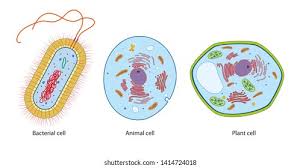 Check spelling or type a new query. Difference Between Bacteria Animal Plant Cells Stock Illustration 1414724018