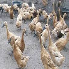 Jawapaan ada berapa bebek tebak gambar : Gambar Itik Ada Berapa