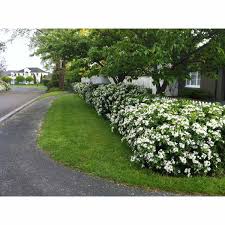 They can be used to create a completely new and natural landscape. Gardening Solutionz Choisya Ternata General T S Flowering Mitre 10