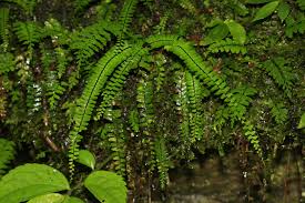 Image result for Asplenium normale