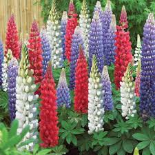 Nitrogen rich fertilizer may encourage growth of the foliage and do little to promote flowering. Truphe Lupin Flower Seeds Seed Price In India Buy Truphe Lupin Flower Seeds Seed Online At Flipkart Com
