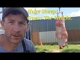 Rack of lamb breakdown from full lamb !!!🐑