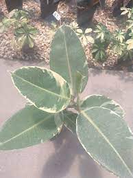 Ficus elástica (Gomero variegado) - Vivero Agronomía