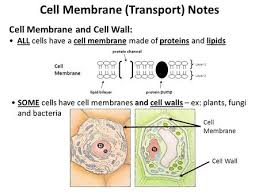 Maybe you would like to learn more about one of these? The Difference Between Plant And Animal Cells Power Point By Aaron Christopher Jonathon Mitchell Caulin And Christian Ppt Download