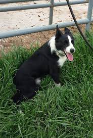 3 Year Old Male Border Collie For Sale For More Information Click On The Image Or See Ad 43982 On Www Border Collies For Sale Beautiful Dogs Border Collie