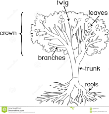 Simply print, staple, and you have a free fall adult coloring book! Tree Cown Coloring Pages B111 Coloring Pages Build