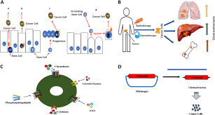 Stem cells, progenitor cells and differentiated cells. Cancer From The Perspective Of Stem Cells And Misappropriated Tissue Regeneration Mechanisms Leukemia