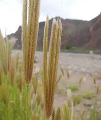 Image result for Chloris virgata