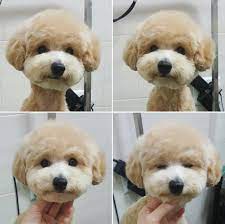 Grooming Dog Grooming Dog Haircuts Puppy Grooming