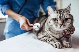 How is pancreatic cancer in cats diagnosed? Pancreatitis In Cats Causes Symptoms Treatment And Prevention Daily Paws