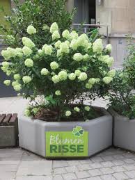 Blumen Risse Gmbh Co Kg 44149 Dortmund Oespel Offnungszeiten Adresse Telefon Aktuelle öffnungszeiten und jetzt geöffnete blumen risse filialen in hemer inklusive kontaktdaten wie adresse, telefonnummer, webseite.