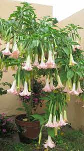 Angel S Trumpet In Full Bloom