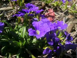 Image result for Goodeniaceae