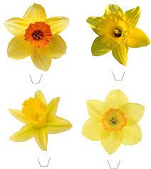 Novelty New Daffodil Mix 12 Edible Stand Up Wafer Paper Cake Toppers 5 10 Business Days Delivery From Uk Wafer Paper Flowers Paper Flowers Wafer Paper