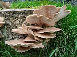 Gruppo di funghi cardoncelli pleurotus eryngii il fungo cardoncello è anche chiamato cardarello oppure fungo antunna in sardegna. Come Cucinare I Funghi Pleorotus Ricette Facili E Veloci