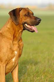 Check spelling or type a new query. 1 247 Rhodesian Ridgeback Male Photos Free Royalty Free Stock Photos From Dreamstime