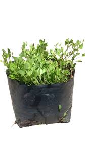 Image result for Falkia