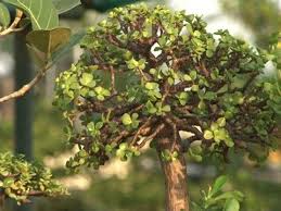 Agronomy Is The Branch Of Science That Deals With The Utilizing Plants To Produce Fuels Fiber And Food It Is Abou Agronomy Plant Physiology Crop Production