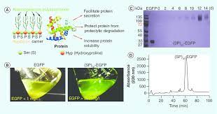 Check spelling or type a new query. Enhanced Secreted Protein Yields By The Hypglyco Technology In Plant Download Scientific Diagram