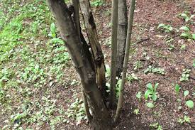 ミツバウツギ みつばうつぎ 三葉空木 庭木図鑑 植木ペディア