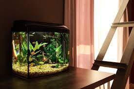 The 25 Best Fish Tanks Aquariums Of 2020 Pet Life Today