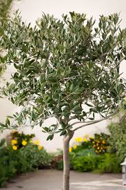 Pin On Trees