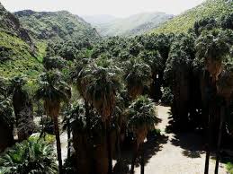 This california fan palm has been rated by the usda suitable for hardiness zone 8, and it is known to be one of the hardiest coryphoidiae palms available. Washingtonia Filifera Palmpedia Palm Grower S Guide