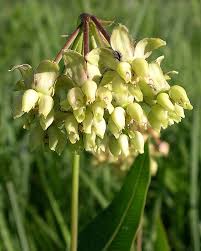 Image result for Asclepias buchwaldii