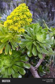 Check spelling or type a new query. Aeonium Arboreum Image Photo Free Trial Bigstock