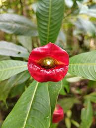 Image result for Tephrosia elata