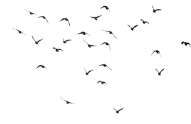A flock is a gathering of a group of same species animals in order to forage or travel with one another. Black Swarm Of Bird Flying Png Image Purepng Free Transparent Cc0 Png Image Library