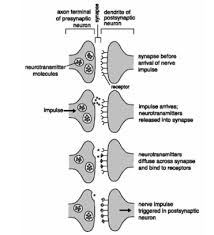Principal neurons and their networks underlie local information processing/storage and represent the major sources of output from any brain region, whereas interneurons, by definition, have local axons. Nervous System Gcse Biology Triple Aqa Revision Study Rocket