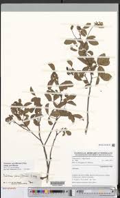 Image result for Eriosema parviflorum