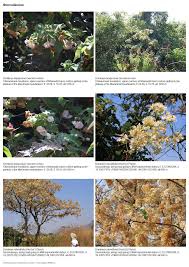 Image result for Tricliceras longepedunculatum