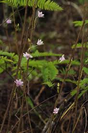 Image result for Polystachya dendrobiiflora