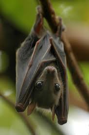 So Cute But I D Be Screaming Like A Lunatic If It Were In My House Animals Wild Cute Bat Animals