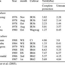 Rice plants suffer yield losses due to stem borer damage because it damages the critical plant parts, the panicle or central leaf whorl. Pdf When Is A Rice Insect A Pest Yield Loss And The Green Revolution