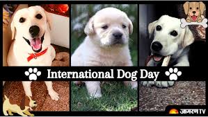 Its aim is to help galvanise the public to recognize the number of dogs that need to be rescued each year, either from public shelters, rescues and pure breed rescues. International Dogs Day 2021 Date Quotes History Importance Facts And How To Celebrate