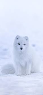 Wir zeigen dir, wie du deine winterbilder optimieren kannst, damit der schnee weiß wirkt. Kostenlose Hintergrundbilder Weisser Fuchs Arctic Fox Tagebuch Weissfuchs Fuchs Winter Bilder Fur Ihren Desktop Und Fotos