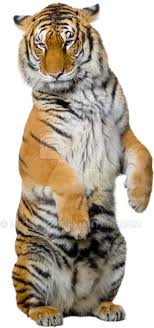 You can download free tiger png images with transparent backgrounds from the largest with these tiger png images, you can directly use them in your design project without cutout. Download Hd Sitting Tiger Png High Quality Image Tiger Photo Transparent Background Transparent Png Image Nicepng Com