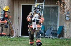 Cómo proteger a una mascota ante un incendio?