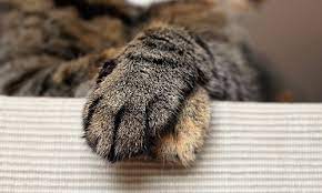 Swollen Paws In Cats Symptoms Causes Canna Pet